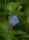 Flora: Germander Speedwell (Veronica chamaedrys)